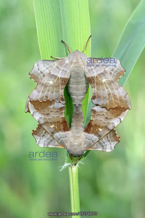 : Poplar Hawk-moth (Laothoe populi), pair on blade : Poplar Hawk-moth (Laothoe populi), pair on blade