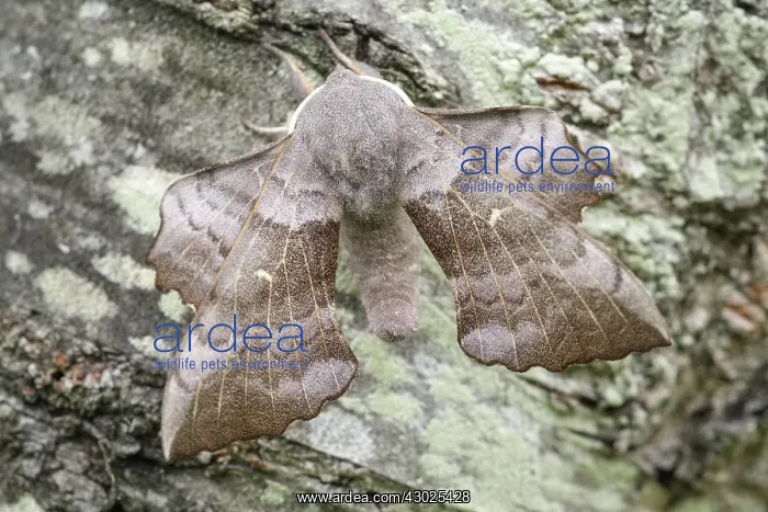 : Poplar Hawk-moth, Norfolk UK : Poplar Hawk-moth, Norfolk UK
