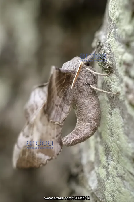 : Poplar Hawk-moth, Norfolk UK