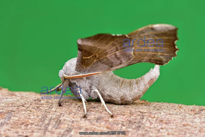 : Poplar Hawk Moth at rest : Poplar Hawk Moth at rest