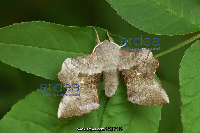 : Poplar Hawk-moth - resting on leaves - July : Poplar Hawk-moth - resting on leaves - July