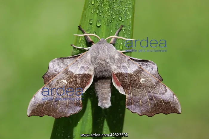 : Poplar Hawkmoth : Poplar Hawkmoth