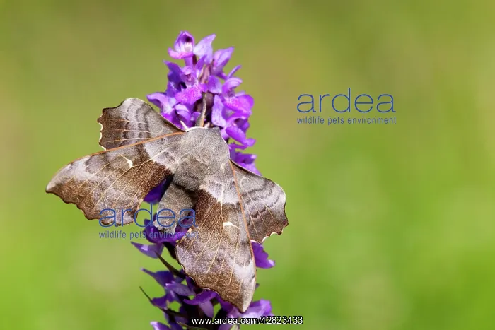 : Poplar Hawkmoth : Poplar Hawkmoth