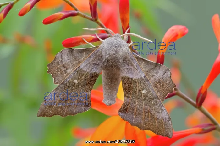 : Poplar Hawkmoth - on Crocosmia flower : Poplar Hawkmoth - on Crocosmia flower