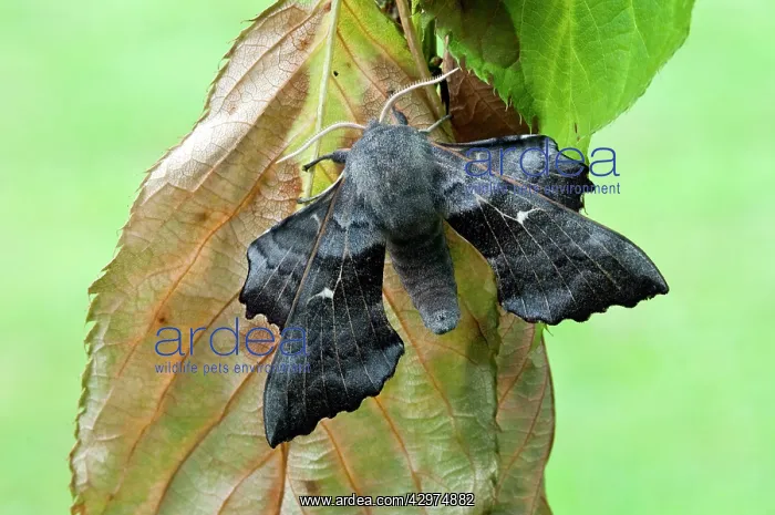 : Poplar Hawkmoth - resting on dead leaf : Poplar Hawkmoth - resting on dead leaf