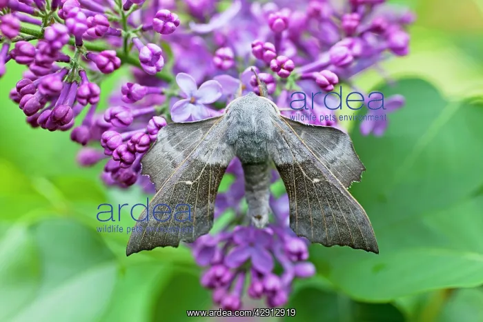 : Poplar Hawkmoth - resting on lilac blossom in garden : Poplar Hawkmoth - resting on lilac blossom in garden