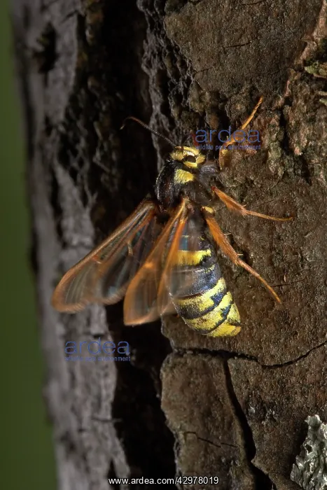 : Poplar Hornet Clearwing / Hornet Moth : Poplar Hornet Clearwing / Hornet Moth