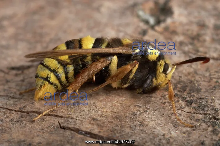 : Poplar Hornet Clearwing / Hornet Moth : Poplar Hornet Clearwing / Hornet Moth
