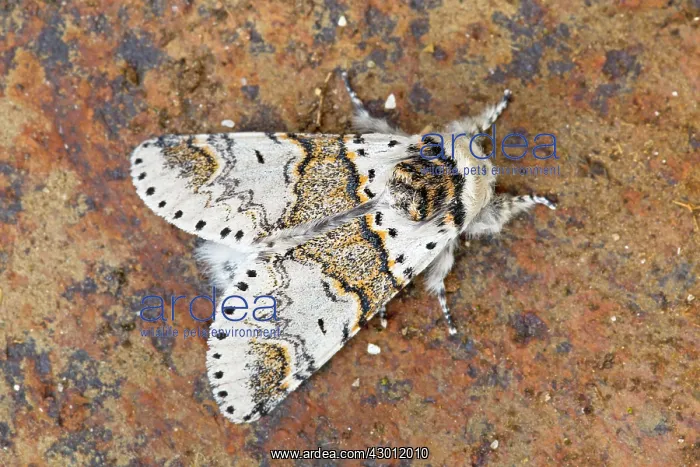  : Poplar Kitten Moth - UK
