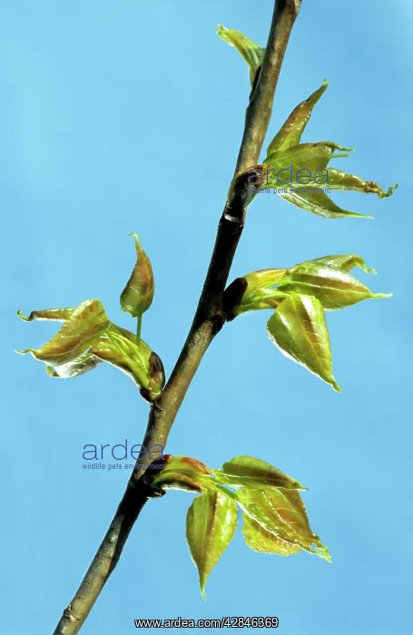 : Poplar - leaf : Poplar - leaf