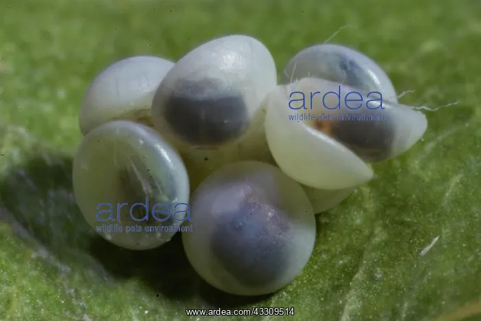 : Poplar moth seven eggs on green leaf : Poplar moth seven eggs on green leaf