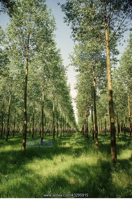 : POPLAR PLANTATION : POPLAR PLANTATION