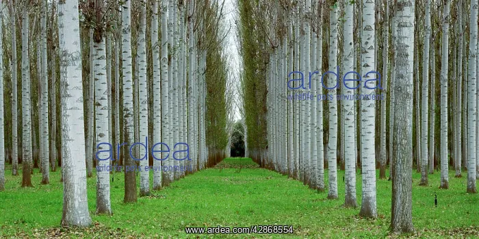 : Poplar plantation, Wangaratta : Poplar plantation, Wangaratta