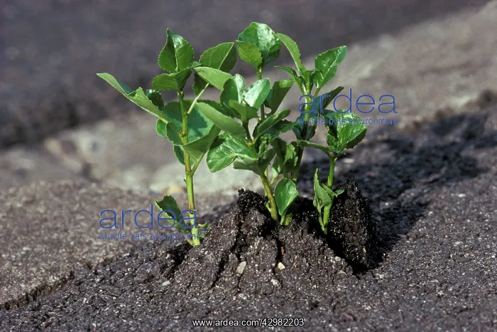 : Poplar - Poplar shoots breaking through asphalt : Poplar - Poplar shoots breaking through asphalt