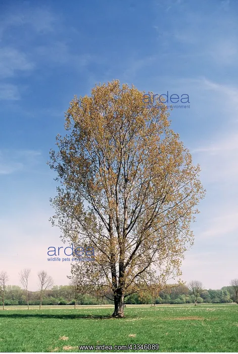 : POPLAR TREE : POPLAR TREE