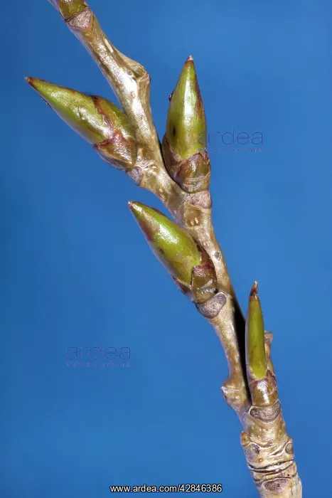 : Poplar Tree - bud : Poplar Tree - bud