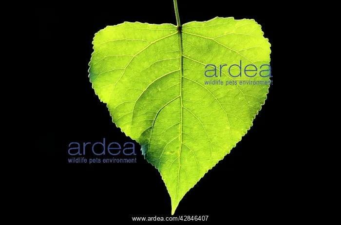 : Poplar Tree - leaf : Poplar Tree - leaf