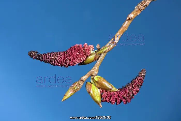 : Poplar Tree - male catkins : Poplar Tree - male catkins