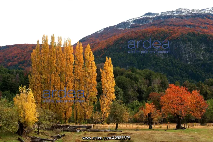 : Poplar Trees : Poplar Trees