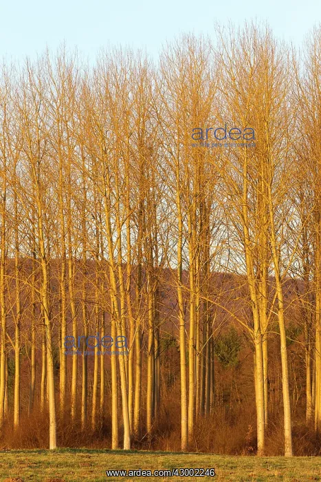 : Poplar Trees : Poplar Trees