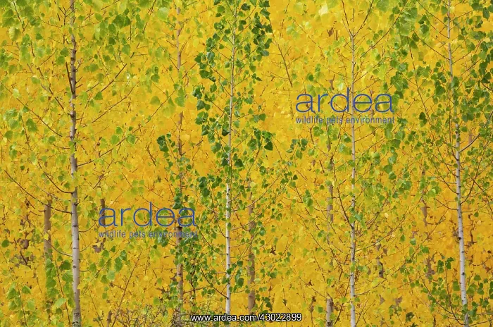 : Poplar Trees - in autumnal colours - cultivated for timber : Poplar Trees - in autumnal colours - cultivated for timber