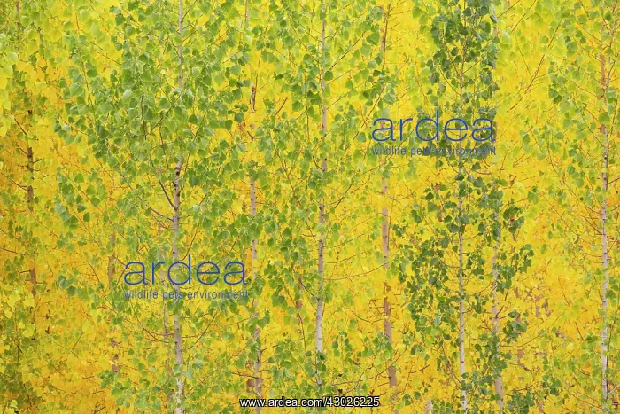 : Poplar trees in autumnal colours cultivated for timber : Poplar trees in autumnal colours cultivated for timber