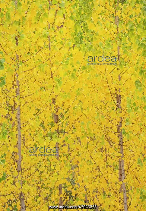 : Poplar trees in autumnal colours cultivated for timber : Poplar trees in autumnal colours cultivated for timber