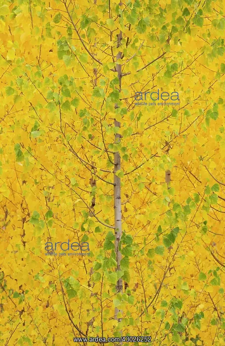 : Poplar trees in autumnal colours cultivated for timber : Poplar trees in autumnal colours cultivated for timber