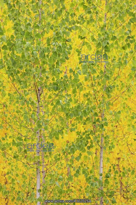 : Poplar trees in autumnal colours cultivated for timber : Poplar trees in autumnal colours cultivated for timber