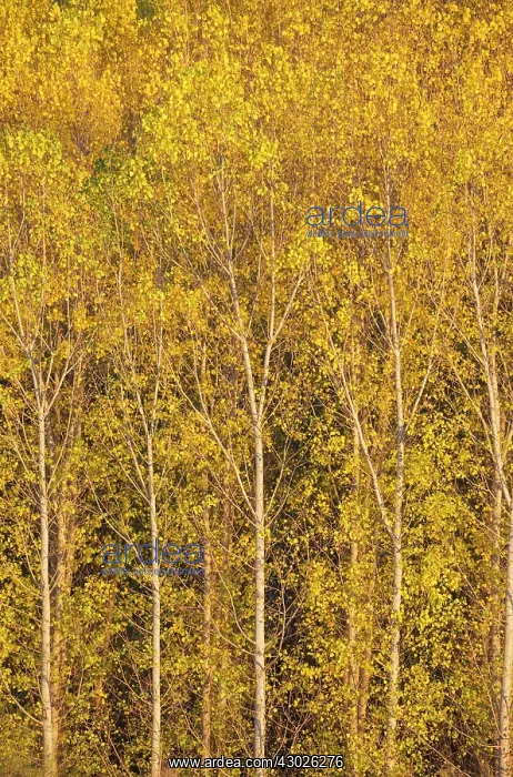 : Poplar trees in autumnal colours cultivated for timber : Poplar trees in autumnal colours cultivated for timber