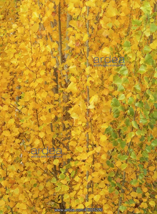 : Poplar trees in autumnal colours cultivated for timber : Poplar trees in autumnal colours cultivated for timber