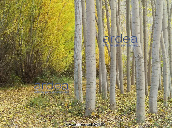  : Poplar trees in autumnal colours cultivated for timber
