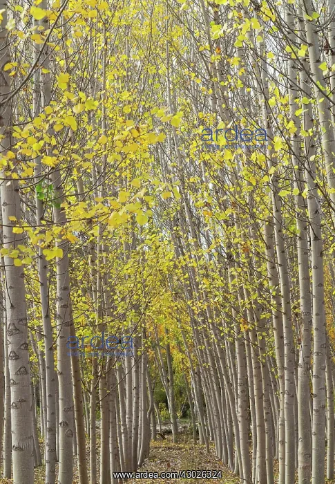 : Poplar trees in autumnal colours cultivated for timber : Poplar trees in autumnal colours cultivated for timber