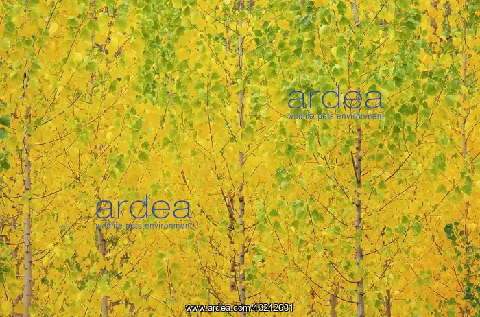  : Poplar trees in autumnal colours cultivated for timber