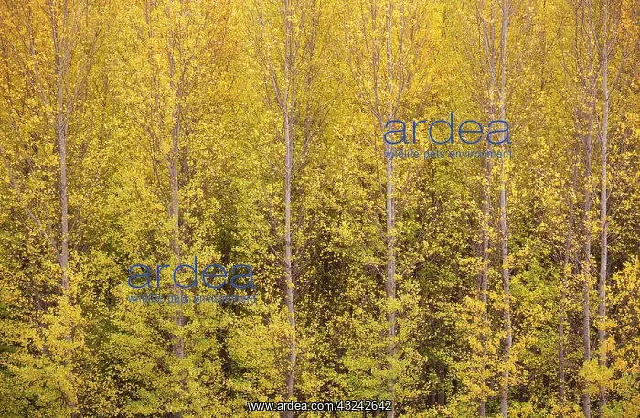  : Poplar trees in autumnal colours cultivated for timber