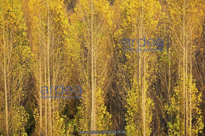 : Poplar trees in autumnal colours cultivated for timber : Poplar trees in autumnal colours cultivated for timber