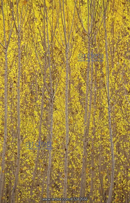 : Poplar trees in autumnal colours cultivated for timber : Poplar trees in autumnal colours cultivated for timber