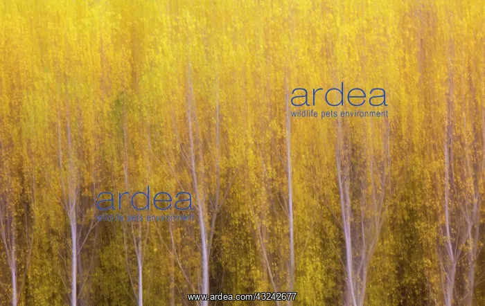 : Poplar trees in autumnal colours cultivated for timber : Poplar trees in autumnal colours cultivated for timber