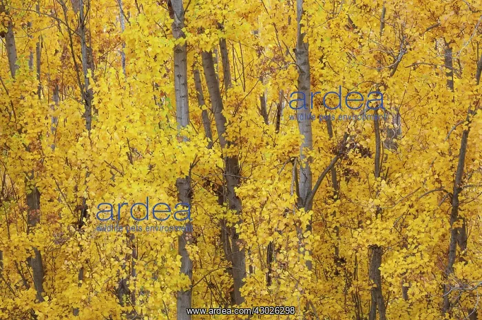 : Poplar trees in autumnal colours near the town of Guad : Poplar trees in autumnal colours near the town of Guad