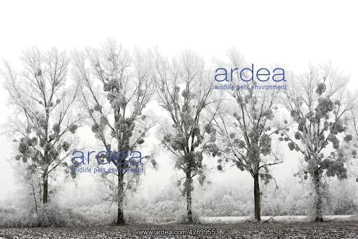 : Poplar Trees - covered in frost with mistletoe : Poplar Trees - covered in frost with mistletoe