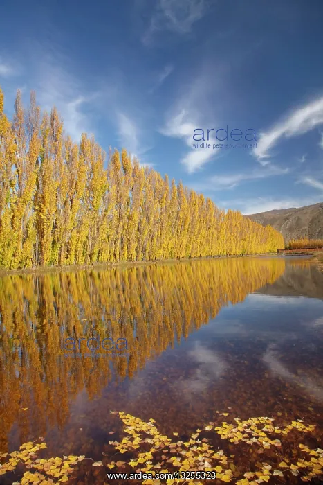 : Poplar trees and irrigation dam on orchard : Poplar trees and irrigation dam on orchard