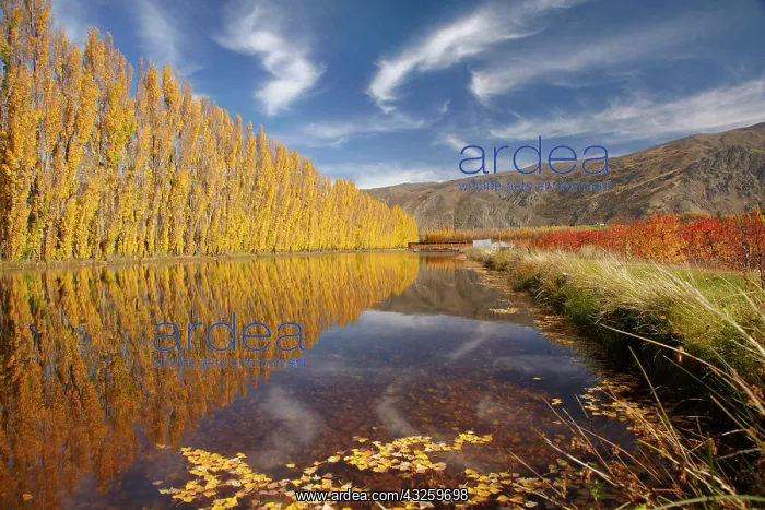 : Poplar trees and irrigation dam on orchard : Poplar trees and irrigation dam on orchard
