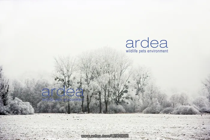  : Poplar Trees - with mistletoe covered in heavy frost
