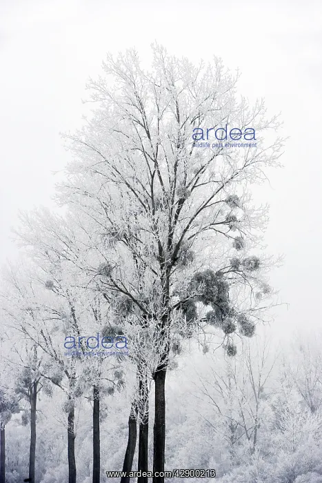 : Poplar Trees - with mistletoe covered in heavy frost