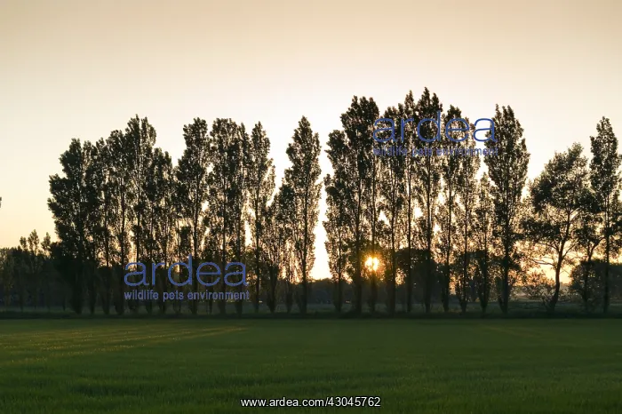 : Poplar Trees at Sunset - Norfolk UK : Poplar Trees at Sunset - Norfolk UK