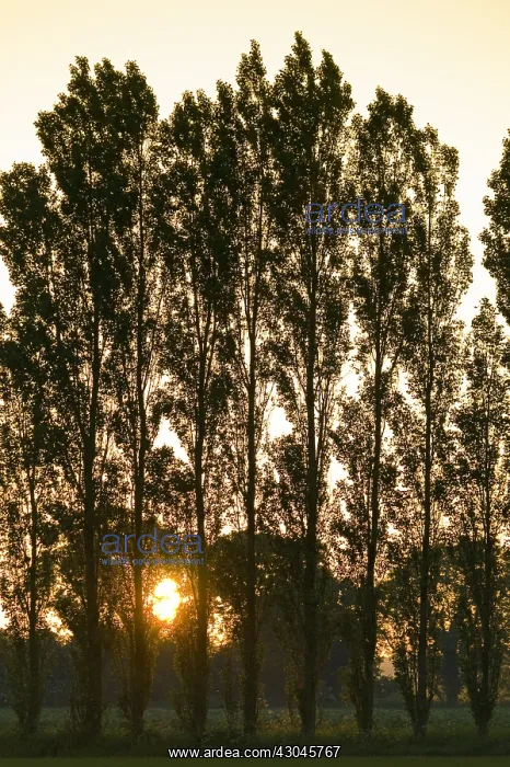 : Poplar Trees at Sunset - Norfolk UK : Poplar Trees at Sunset - Norfolk UK