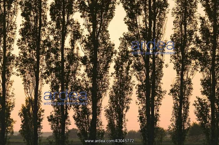: Poplar Trees at Sunset - Norfolk UK : Poplar Trees at Sunset - Norfolk UK