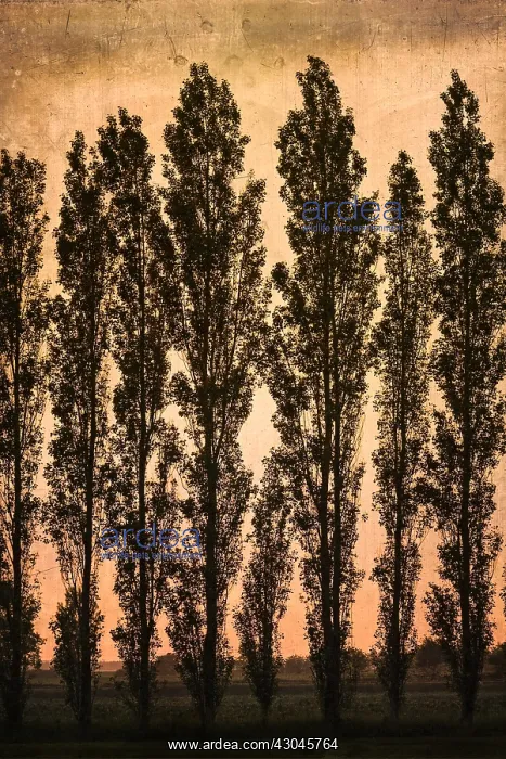 : Poplar Trees at Sunset - Textured image - Norfolk UK : Poplar Trees at Sunset - Textured image - Norfolk UK