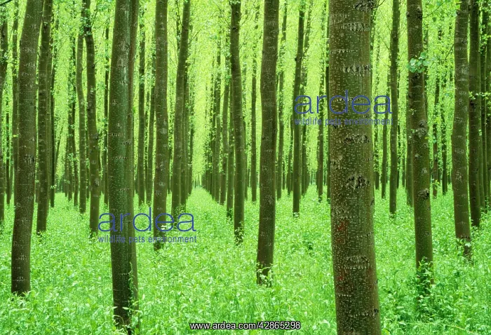 : POPLARS (Populus sp Populus sp.). in evening light near Guadix : POPLARS (Populus sp Populus sp.). in evening light near Guadix