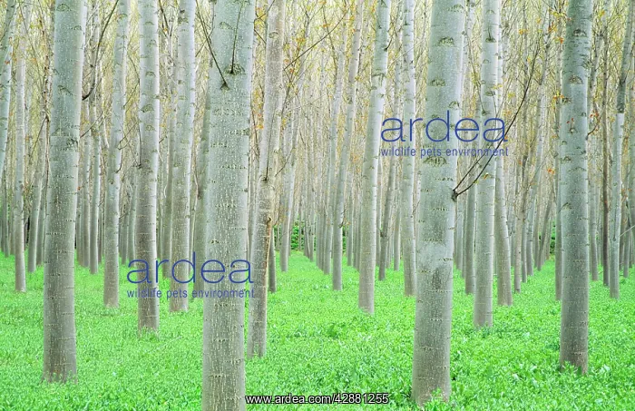 : POPLARS - grown for timber : POPLARS - grown for timber